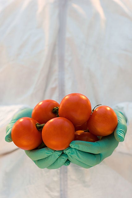 genetically modified tomato research paper