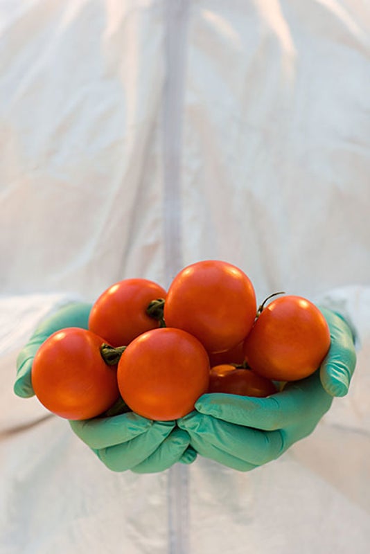 Gene-Modified Tomatoes Churn Out Healthy Nutrients
