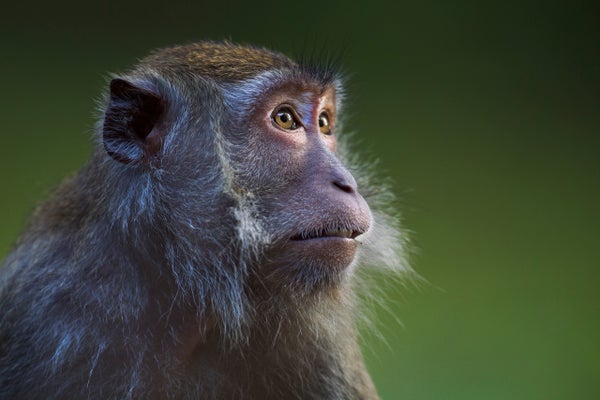 Long-tailed or crab-eating macaque young female portrait (Macaca fascicularis)