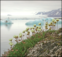 Blowing In The Wind: Arctic Plants Move Fast As Climate Changes ...