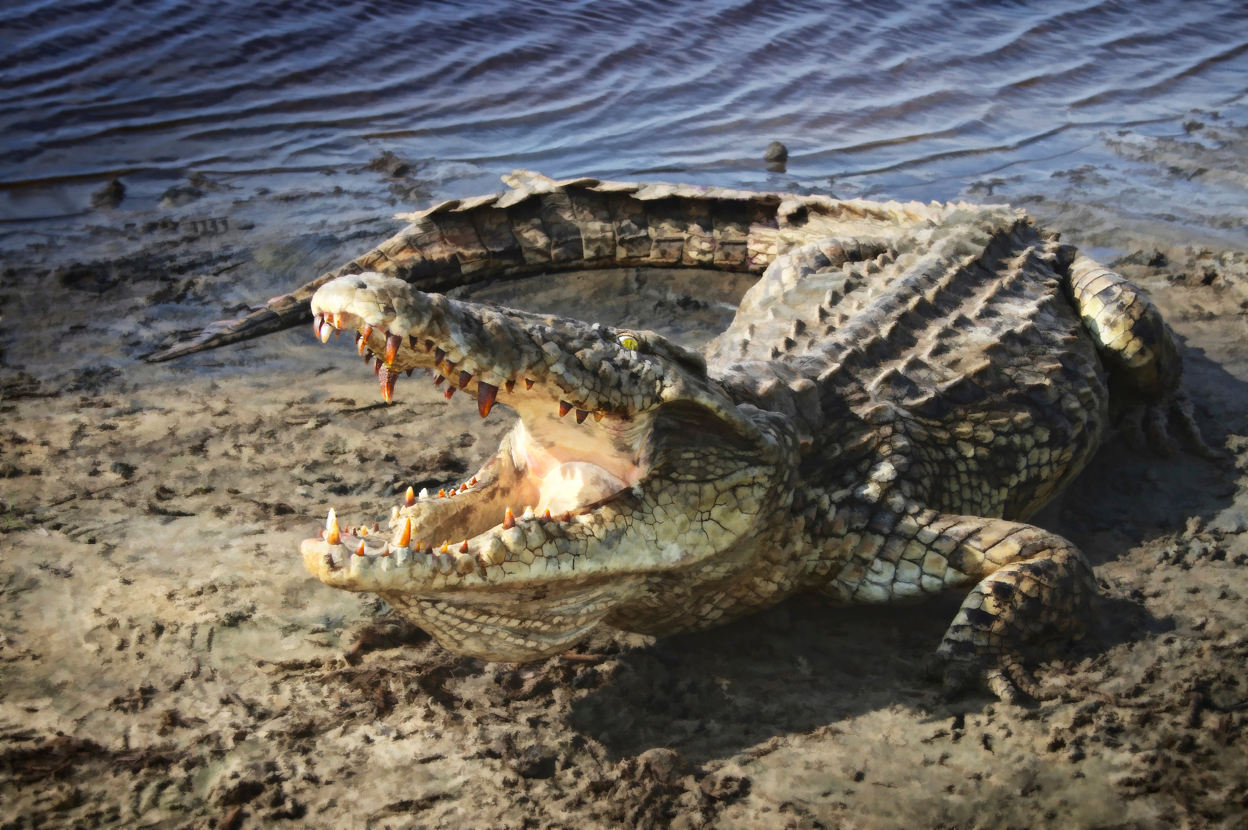 Nile River Alligator