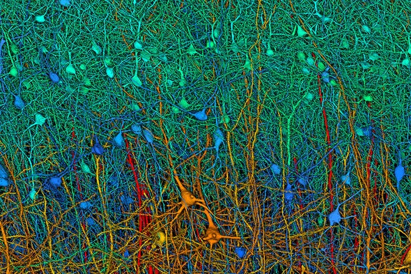 Mapping the Brain to Understand the Mind