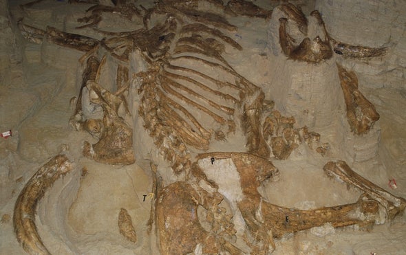Mammoth Remains Seem Mostly Male