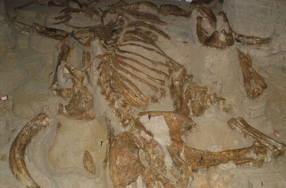 Mammoth Remains Seem Mostly Male