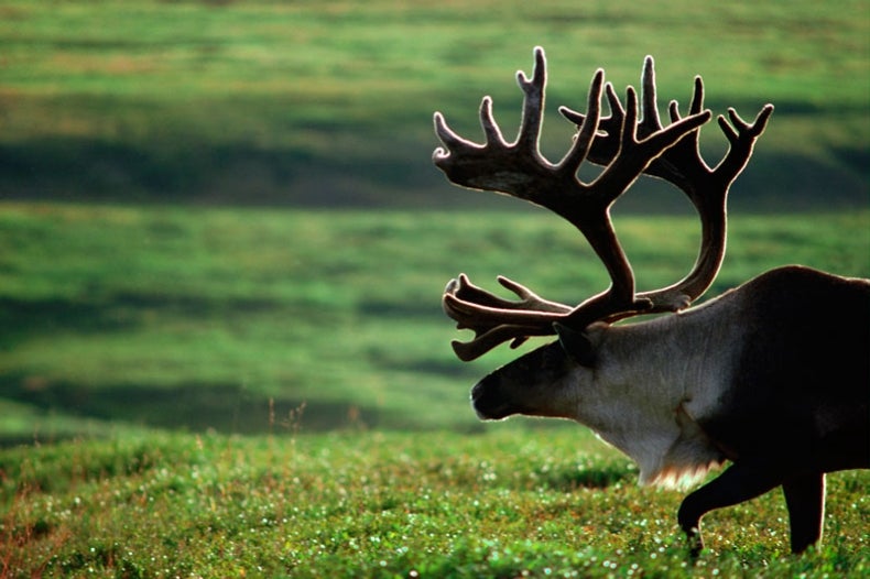 Wisconsin Wildlife Watch Scientific American