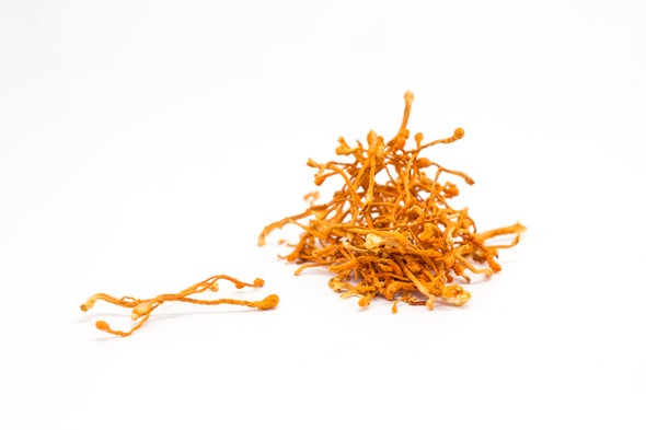 The Scientific Evidence for the Health Benefits of Cordyceps