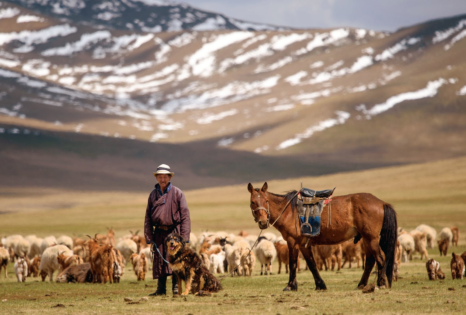 Could Dogs Help Save the Mongolian Steppe? - Scientific American