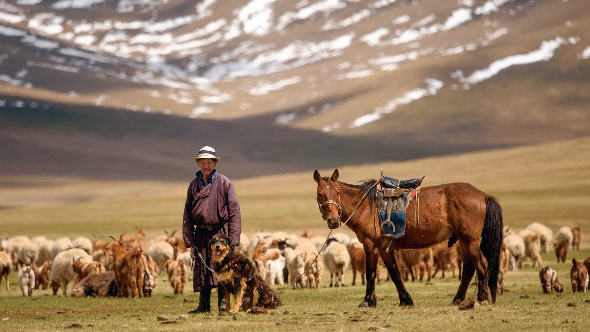 Could Dogs Help Save the Mongolian Steppe? | Scientific American, image size:1920x1080