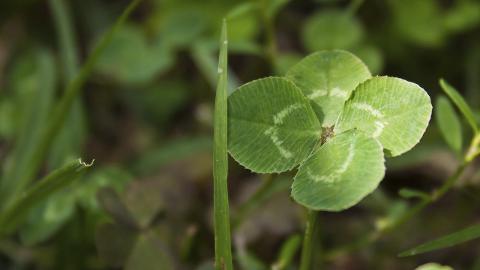 Increase luck in 4-leaf clover search