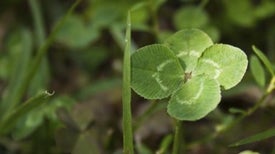 How Science Can Help You Find a 4-Leaf Clover