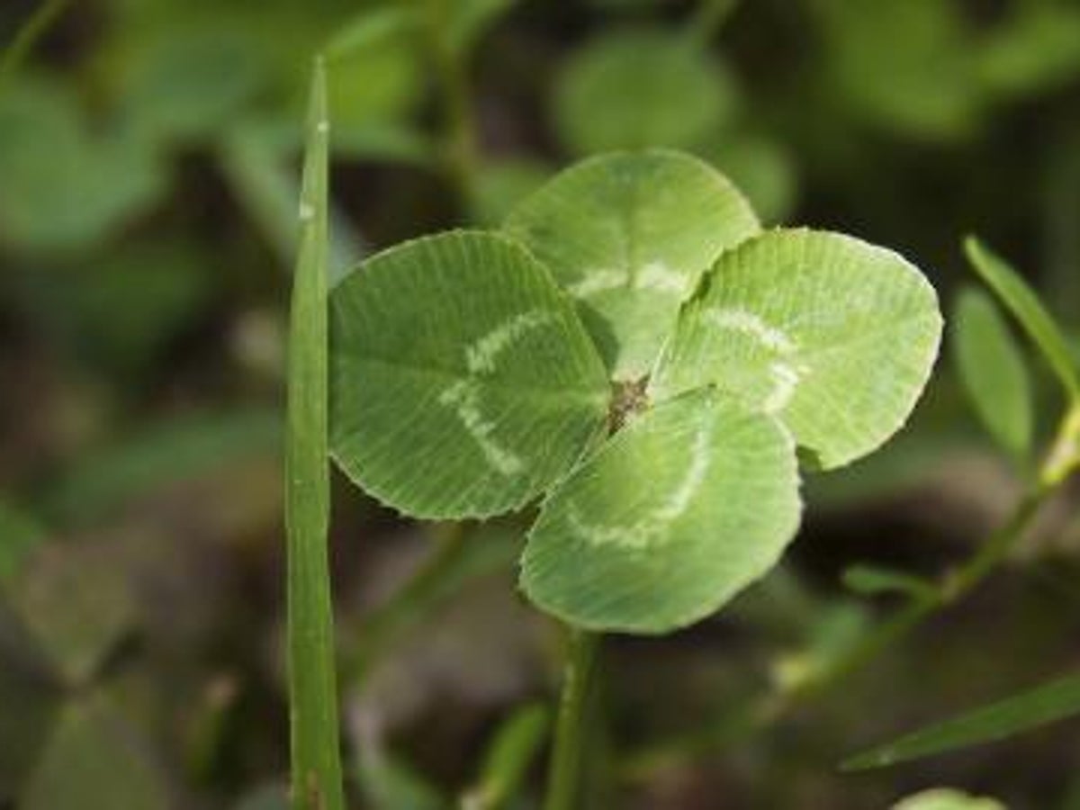 How Science Can Help You Find a 4-Leaf Clover | Scientific American