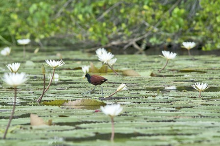 Brown bird walking on lily pads