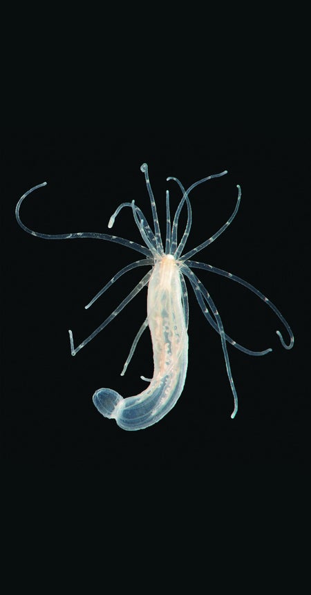 A partially transparent and white sea anemone on a black background.