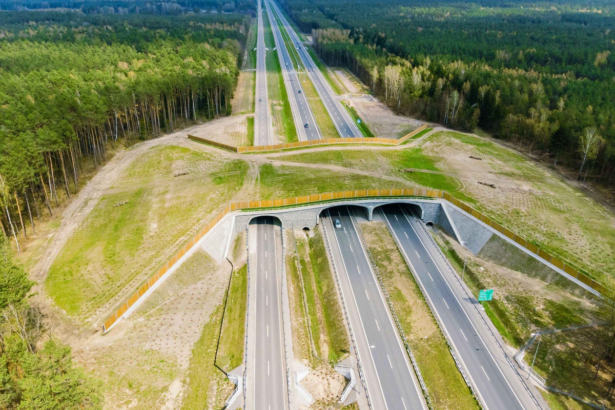 Crossings' explores the science of road ecology