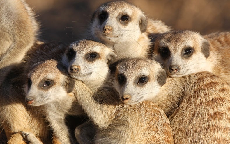 Babysitting Mammals Keep It in the Family - Scientific American