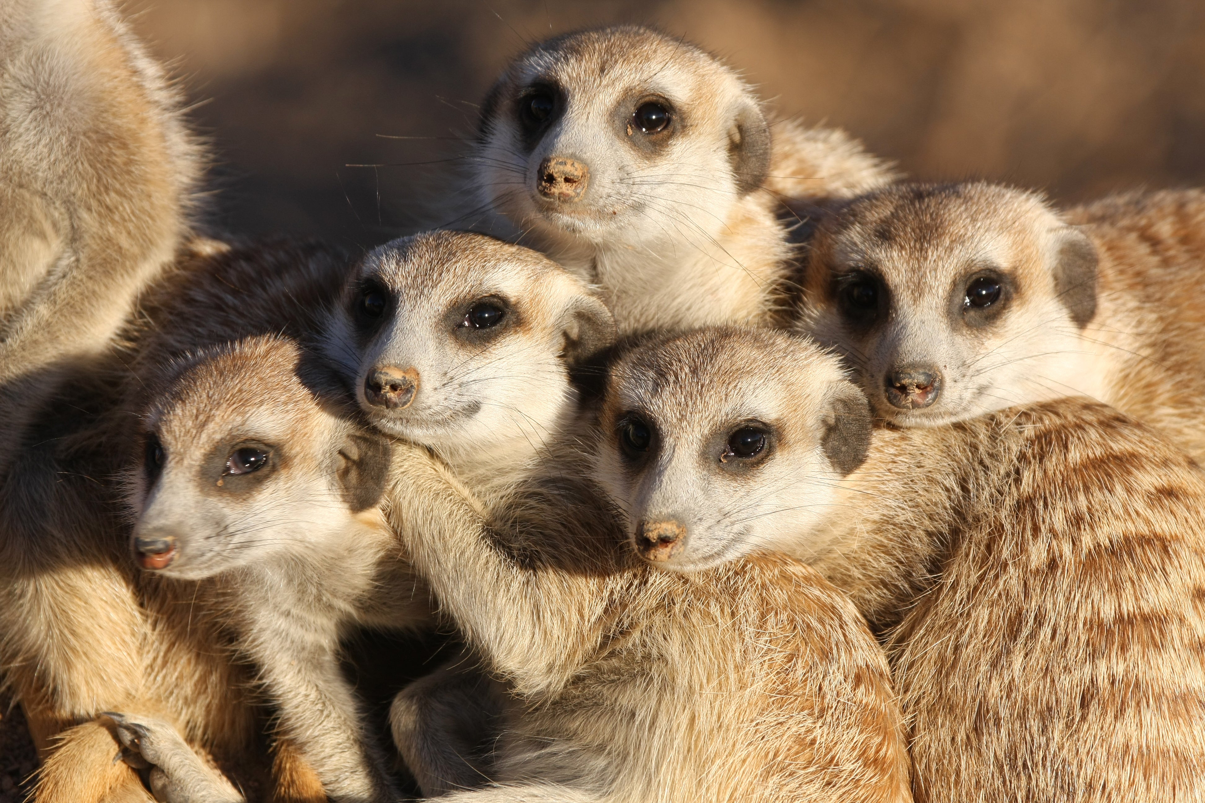 Babysitting Mammals Keep It in the Family - Scientific American
