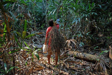 Scientific American Logo
