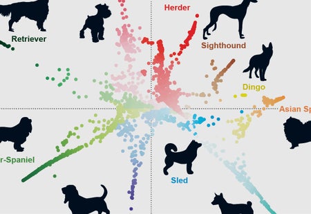 Detail of the main graphic, in which a scatterplot is punctuated with dog silhouettes and lineage names, including Herder, Sighthound and Dingo.