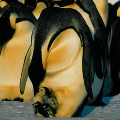 Father Nature: 8 Great, Super-Dedicated Animal Dads [Slide Show]