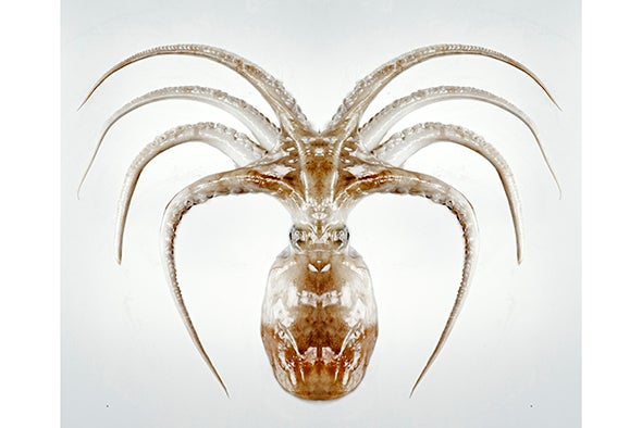 scientific american