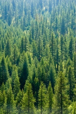 Will Tree Plantations Spur the Release of Carbon Locked in Soil?