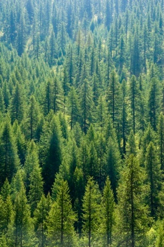 Will Tree Plantations Spur the Release of Carbon Locked in Soil?