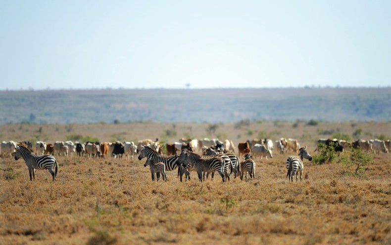 Livestock Act Like Ghosts of Wildlife Past - Scientific American