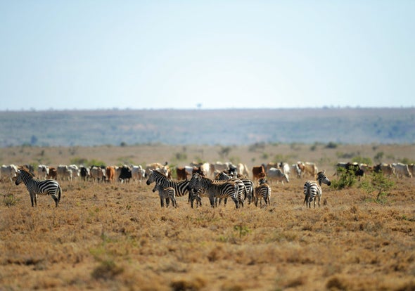 Livestock Act Like Ghosts of Wildlife Past