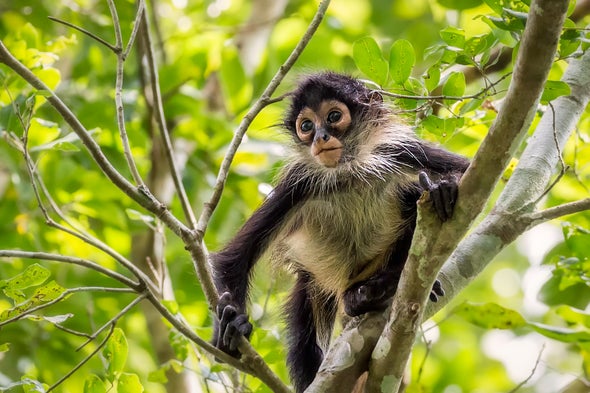 Spider Monkeys Optimize Jungle Acoustics - Scientific American