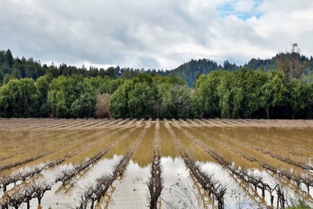 flooded field