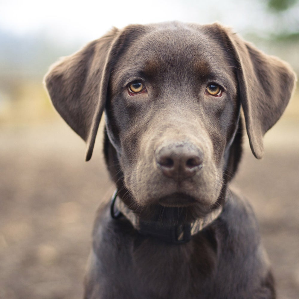 Doggie IQ: Unleashing the Intelligence of our Furry Friends - Assessing Doggie IQ