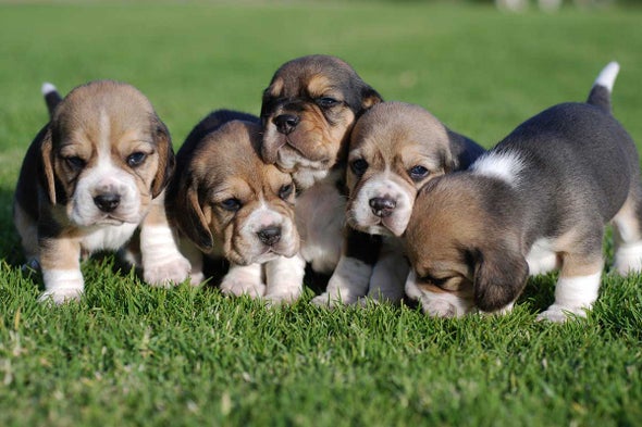First-Ever Puppies Born via IVF