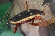 Diving Beetles Dramatically Take Down Tadpoles