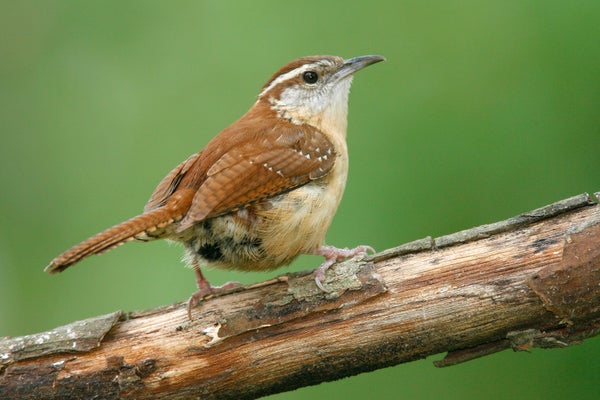 Carolina wren perched on a tree branch against green background.