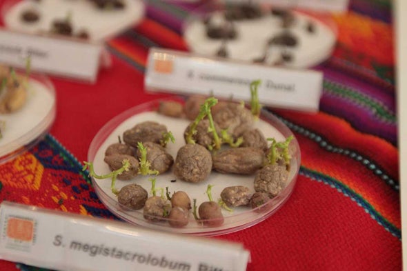 Scientists Try to Grow Peruvian Potatoes on "Mars"