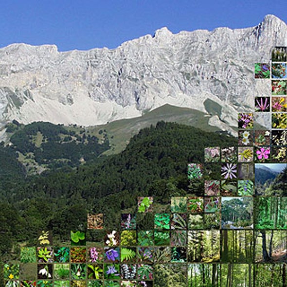 Climbing Trees: Plants Move Uphill as World Warms