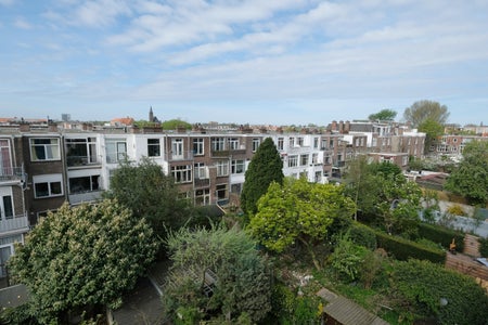 Row houses and gardens seen on a summer day.