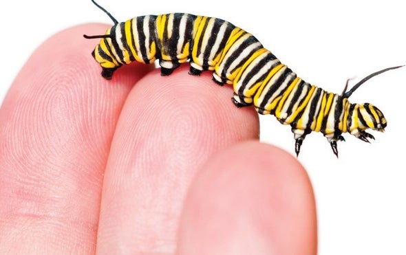Traffic Noise Makes Caterpillars' Hearts Beat Faster
