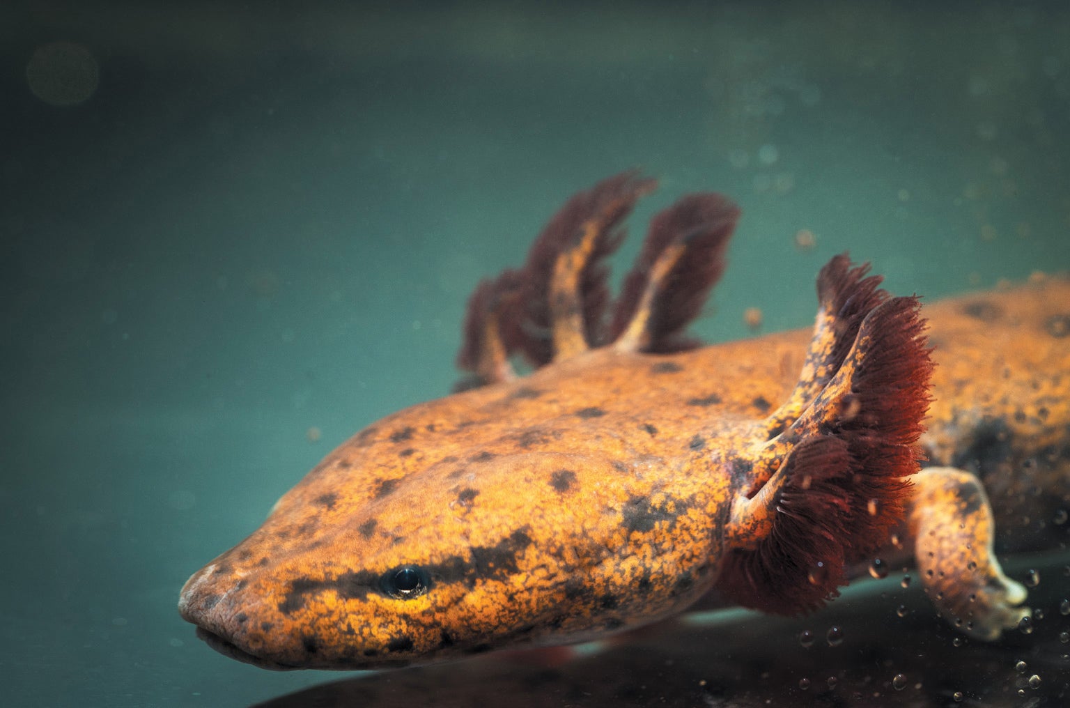 Salamander in water.
