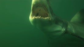 How Does a Shark's Tooth Help It Rip into Prey?