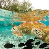 GREEN SEA TURTLE: