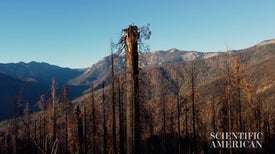 Wildfires Are Putting Giant Sequoias at Existential Risk