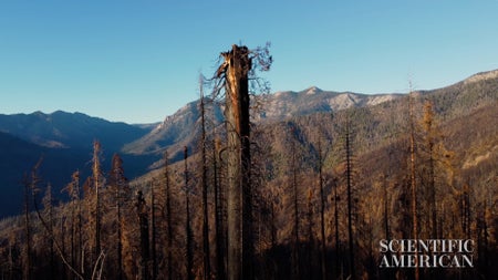 The charred and gnarled stump of a large tree in the foreground dominates a dry, burned landscape