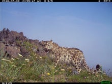 Camera Traps May Overcount Snow Leopards and Other Vulnerable Species