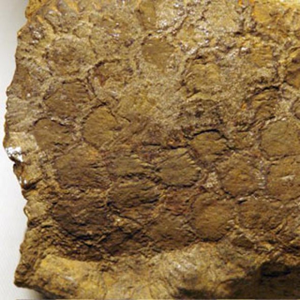 Scientists Flesh Out Fossilized Tissues from Mummified Dinosaur