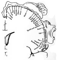 Where Are Genitals Represented in the Brain?