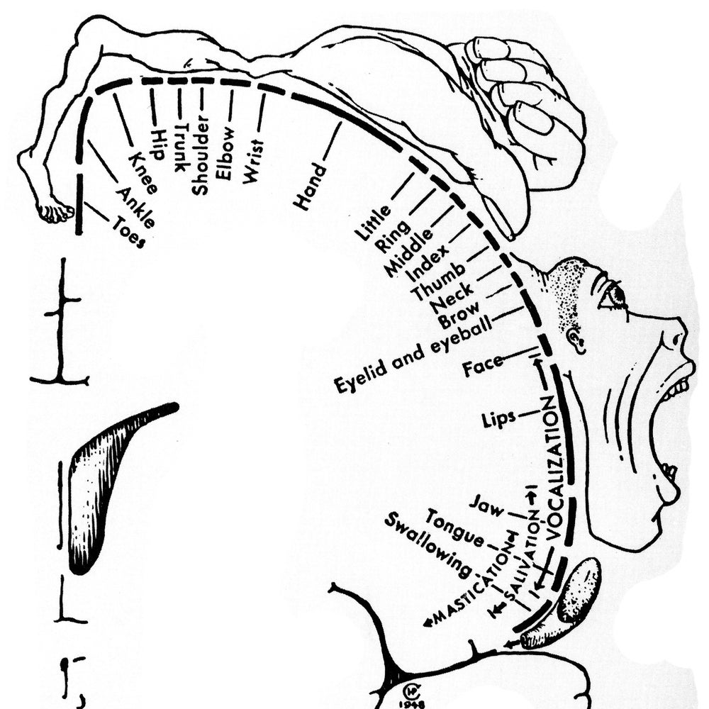 Where Are Genitals Represented in the Brain? | Scientific American