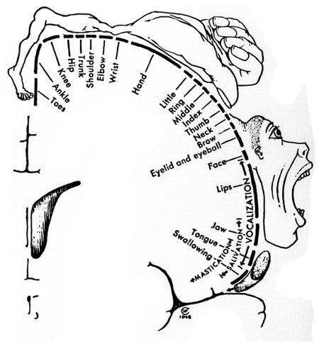 An illustration of Wilder Penfield's cerebral cortex.