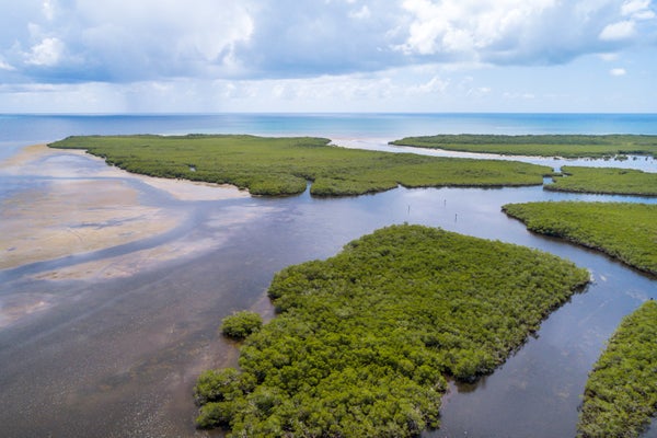 Aerial view of mangroves.