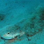 WHITE-SPOTTED PUFFERFISH: